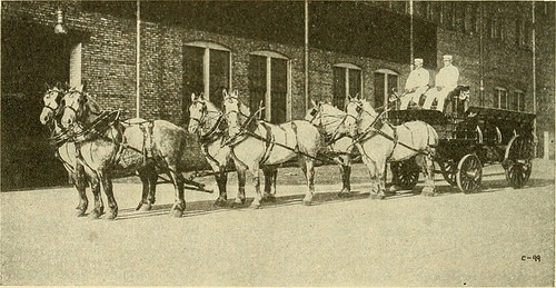 Image from web page 351 of “Varieties and market classes of live stock” (1916)