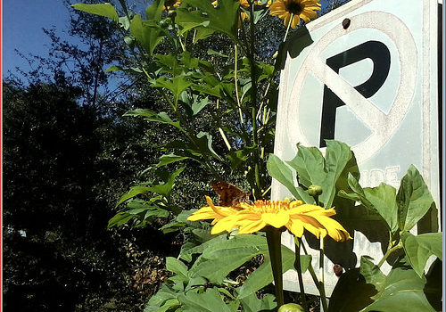 Brazilian sunflower … January 2016 .. George Carlin – Arrogance of Mankind ..